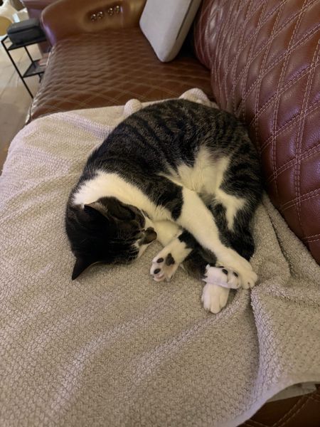 Sleeping cat